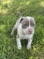Roxy, a female American Bully and American Pit Bull Terrier for sale in Baltimore, MD – 2 of 7