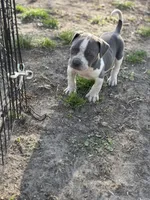Big John , a male American Bully for sale in Baltimore, MD – Photo 2 of 6