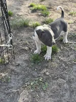 Big John , a male American Bully for sale in Baltimore, MD – Photo 6 of 6