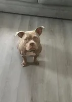 Big John , a male American Bully for sale in Baltimore, MD – Photo 1 of 6