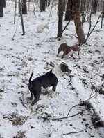 Big John , a male American Bully for sale in Baltimore, MD – Photo 5 of 6