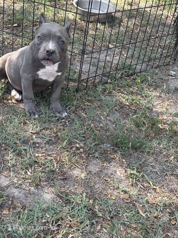 La La – American Bully puppy for sale in Silver Spring, MD