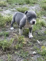 Fe fe , a female American Pit Bull Terrier for sale in Philadelphia, PA – 2 of 6