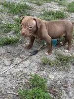 Lotto, a female American Pit Bull Terrier for sale in Glen Burnie, MD – 4 of 7