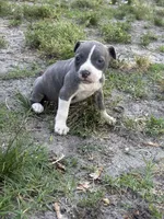 Queen, a female American Pit Bull Terrier for sale in Philadelphia, PA – 5 of 7