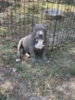 La La, a female American Bully for sale in Silver Spring, MD – 5 of 10
