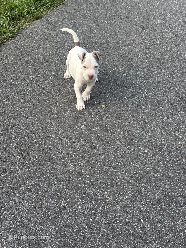 Billy – American Pit Bull Terrier puppy for sale in Glen Burnie, MD
