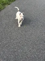 Billy, a male American Pit Bull Terrier for sale in Glen Burnie, MD – 1 of 9