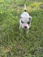 Polo, a male American Bully and American Pit Bull Terrier for sale in Baltimore, MD – 2 of 7