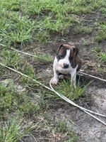 He-man, a male American Pit Bull Terrier for sale in Annapolis, MD – 3 of 6