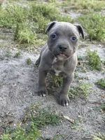 Smoke, a female American Pit Bull Terrier for sale in Philadelphia, PA – 1 of 7