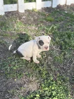 One eye, a male American Pit Bull Terrier for sale in Baltimore, MD – Photo 5 of 6