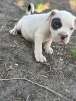 One eye, a male American Pit Bull Terrier for sale in Baltimore, MD – Photo 2 of 6