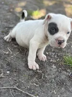 One eye, a male American Pit Bull Terrier for sale in Baltimore, MD – Photo 3 of 6