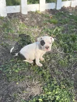 One eye, a male American Pit Bull Terrier for sale in Baltimore, MD – Photo 6 of 6