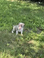 Roxy, a female American Bully and American Pit Bull Terrier for sale in Baltimore, MD – 3 of 7