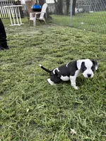 Cat woman , a female American Pit Bull Terrier for sale in Atlantic City, NJ – 1 of 7
