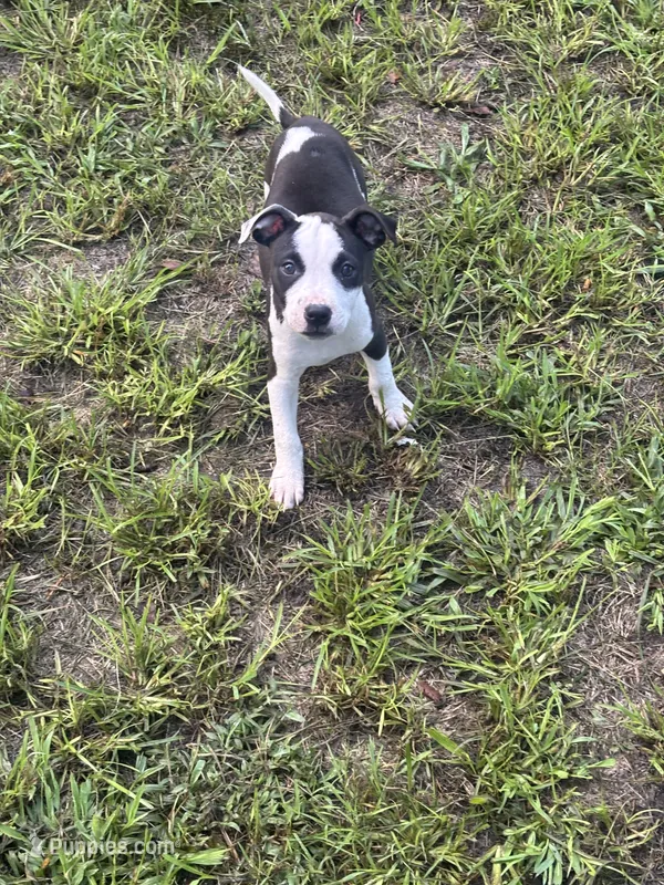 Zena  – American Pit Bull Terrier puppy for sale in Philadelphia, PA