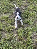 Zena , a female American Pit Bull Terrier for sale in Philadelphia, PA – 1 of 7