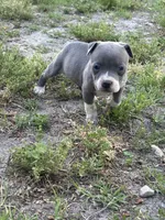 Fe fe , a female American Pit Bull Terrier for sale in Philadelphia, PA – 4 of 6