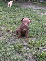 Lotto, a female American Pit Bull Terrier for sale in Glen Burnie, MD – 2 of 7