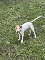 Rusty, a male American Pit Bull Terrier for sale in Atlantic City, NJ – 9 of 9