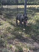 La La, a female American Bully for sale in Silver Spring, MD – 2 of 10