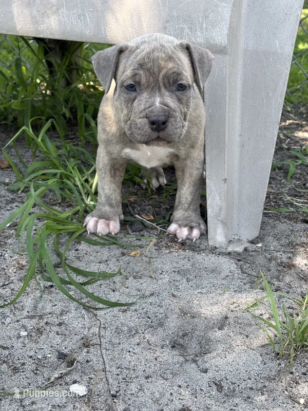 Famous  – American Bully, American Pit Bull Terrier puppy for sale in Baltimore, MD