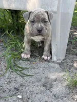 Famous , a male American Bully and American Pit Bull Terrier for sale in Baltimore, MD – 1 of 8