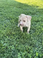 Deboo, a male American Pit Bull Terrier for sale in Baltimore, MD – 3 of 6