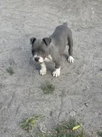 Fe fe , a female American Pit Bull Terrier for sale in Silver Spring, MD – 9 of 10
