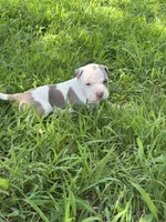 Icy, a female American Bully and American Pit Bull Terrier for sale in Baltimore, MD – 2 of 6