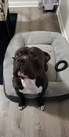 Zena , a female American Pit Bull Terrier for sale in Glen Burnie, MD – 2 of 3