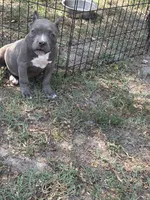 La La, a female American Pit Bull Terrier for sale in Silver Spring, MD – 5 of 10