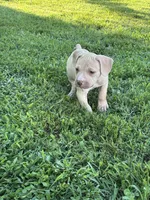 Deboo, a male American Pit Bull Terrier for sale in Baltimore, MD – 2 of 6