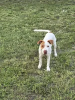 Rusty, a male American Pit Bull Terrier for sale in Atlantic City, NJ – 2 of 9