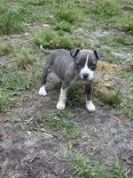 Queen, a female American Pit Bull Terrier for sale in College Park, MD – 4 of 8