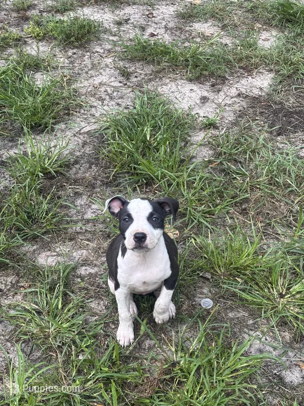Zena  – American Pit Bull Terrier puppy for sale in Glen Burnie, MD