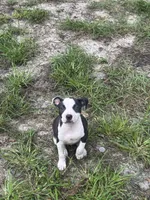 Zena , a female American Pit Bull Terrier for sale in Glen Burnie, MD – 1 of 3