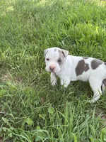 Icy, a female American Bully and American Pit Bull Terrier for sale in Baltimore, MD – 3 of 6