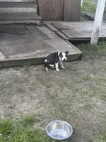 Zena , a female American Pit Bull Terrier for sale in Alloway, NJ – 3 of 5