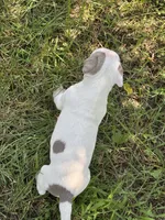 Billy, a male American Bully and American Pit Bull Terrier for sale in Baltimore, MD – 3 of 7