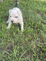 Pepper, a female American Bully and American Pit Bull Terrier for sale in Wilmington, DE – 7 of 9