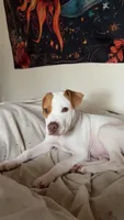 Rusty, a male American Pit Bull Terrier for sale in Baltimore, MD – 2 of 4