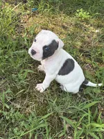 Polo, a male American Bully and American Pit Bull Terrier for sale in Baltimore, MD – 4 of 7