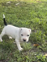 Pepper, a female American Bully and American Pit Bull Terrier for sale in Wilmington, DE – 6 of 9