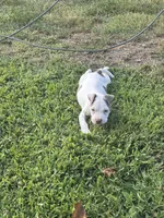 Billy, a male American Pit Bull Terrier for sale in Glen Burnie, MD – 3 of 9