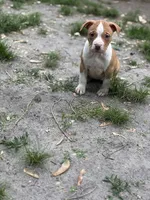 Lady, a female American Pit Bull Terrier for sale in Tuckerton, NJ – Photo 4 of 4