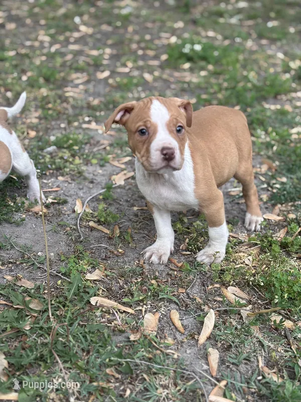 Lady – American Pit Bull Terrier puppy for sale in Philadelphia, PA