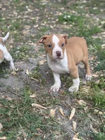 Lady, a female American Pit Bull Terrier for sale in Tuckerton, NJ – Photo 3 of 4
